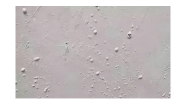 膩子施工有膩子出現(xiàn)氣泡該怎么辦？昆明膩子粉廠家告訴你